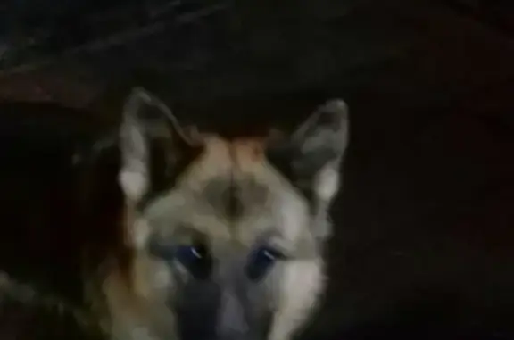 Найдена собака в Каширском районе, ищем хозяина.