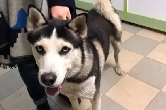Собака найдена на Донской улице, Ростов-на-Дону!