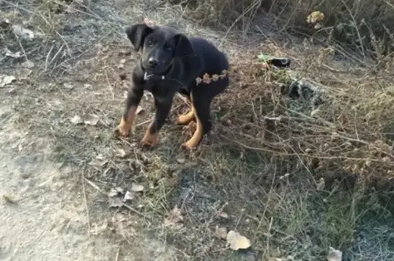 Найден щенок в ошейнике в Воронеже