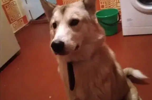 Найдена собака возле поликлиники в Ессентуках