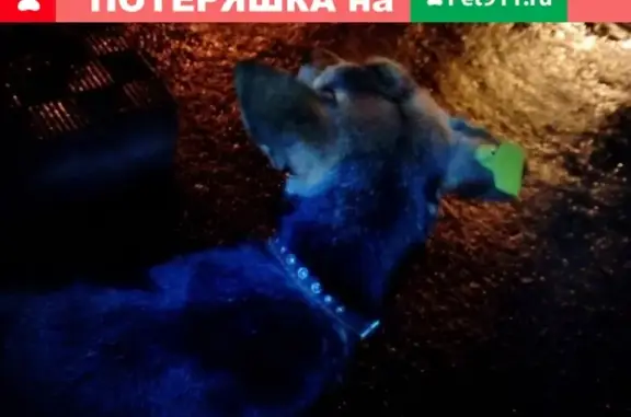 Собака найдена в МО Егорьевск с ошейником и чипом на ухе