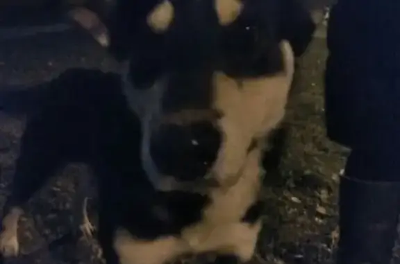 Найдена собака в Клинском районе #Помогаем_информационно