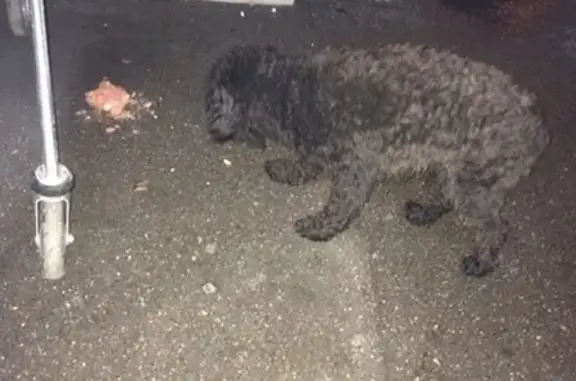 Найдена собака в Клине, ищем хозяина