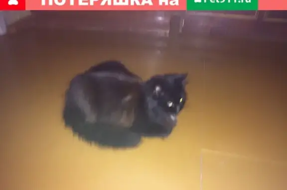 Пропала кошка на ул. Заводской 5, Устьянский район, Архангельская область