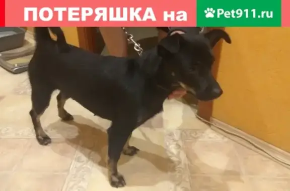 Найдена мелкая чёрная собака в Уфе, район Бакалинской