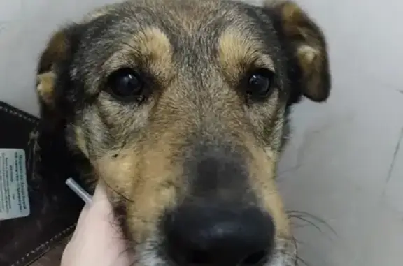 Найден пёс с ломаной лапой в Видном, МО