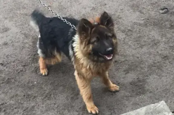 Пропала собака в районе Калинина, зовут Рошель.