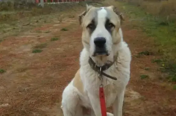 Собаки потеряшки, Дубравный, фото: Потеряшка собака Айкол в Дубравном, Ростовская область