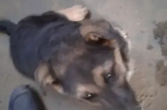 Пропала собака в Сызрани, р-н Новой Слободки