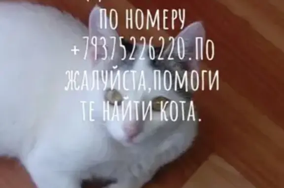 Кошки потеряшки, Набережные Челны, фото: Потеряшка кот Барсик в Набережных Челнах