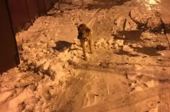 Собака боксёр на улице в Аксае!