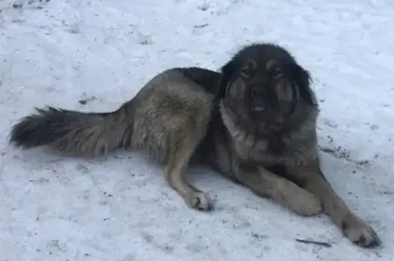 Найдена собака в Кызыле, Республика Тыва