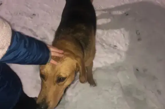 Найдена собака на гэсе в Набережных Челнах