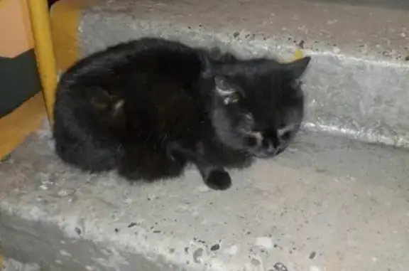 Найдена бесхвостая кошка на Воробьева 18.11.18