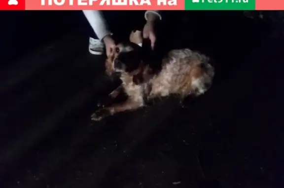 Найдена собака на ул. Банановая в Чайсовхозе (Адлер), ищем хозяина