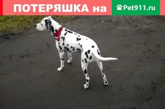 Пропала собака Герман в Тейково