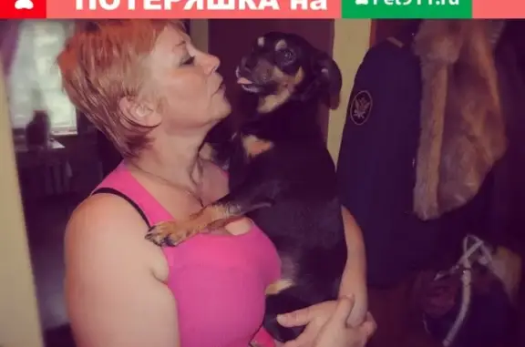 Собаки потеряшки, Трегубовское, фото: Потеряшка собака в деревне Маслено, Новгородская область