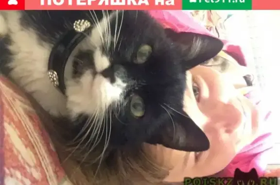 Найден котенок ищет дом в Москве