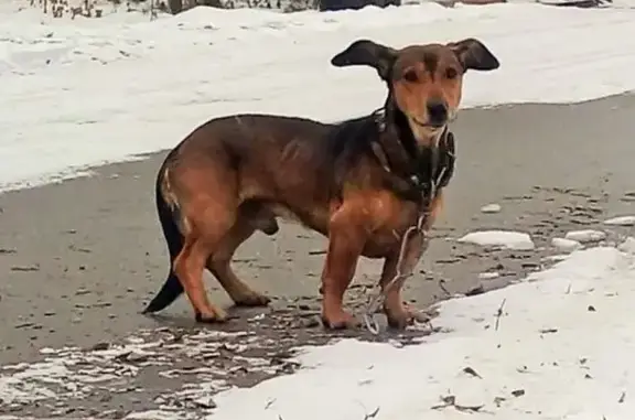 Найдена собака в Цимлянске - ищут хозяев!