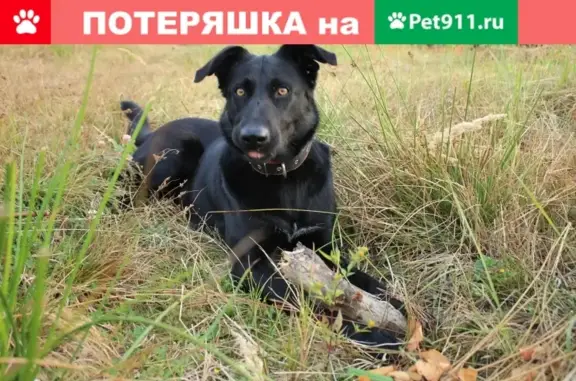 Умная собака найдена в Балашихе