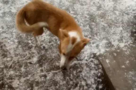 Найдена собака возле школы в Кызыл-Озёке