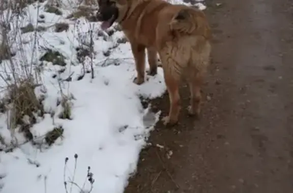 Собаки потеряшки, Бежаницы, фото: Потеряшка пес Титан с зеленой головой в Бежаницах