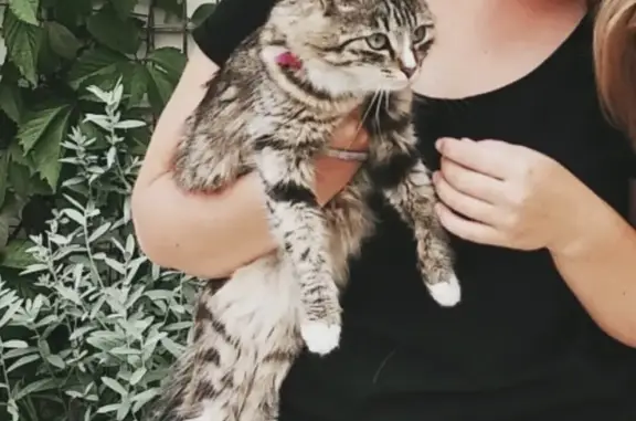 Кошки потеряшки, посёлок Старопышминск, фото: Потеряшка кошка 