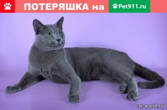 Найден тайский котик на ул. Куликова, 52