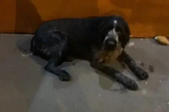 Найдена собака на Тамбовской, Пенза