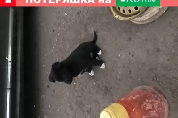 Собака найдена на Верхних Полях в Москве