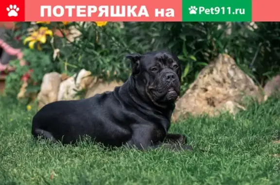 Пропала собака в Солнечногорске, М.о.