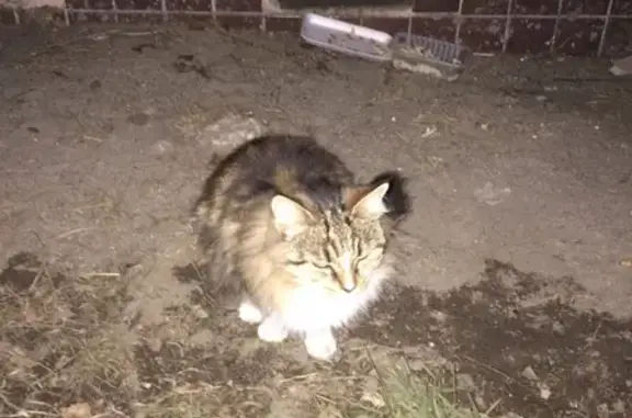 Найдена кошка в Петрозаводске, район Древлянка