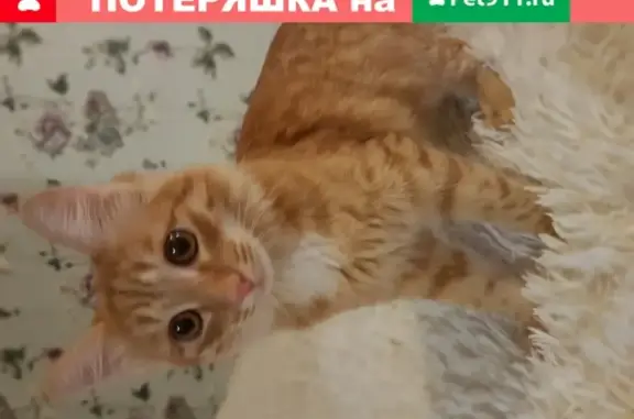 Пропал кот на Краснофлотской, Саранск