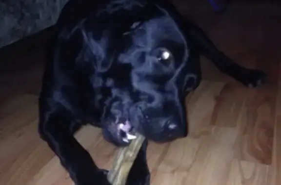 Пропала собака в Абинске, лабрадор, девочка, чёрный окрас, вознаграждение гарантированно