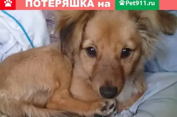 Найдена собака в Волгограде
