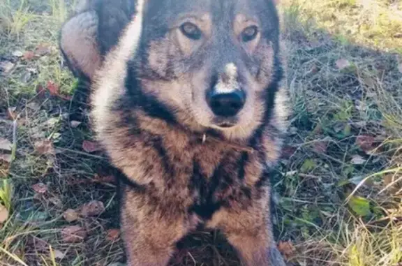 Пропала собака Хан в Чулыме, Новосибирская область