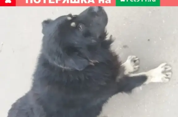 Найдена крупная собака с ошейником на Тухачевского 42