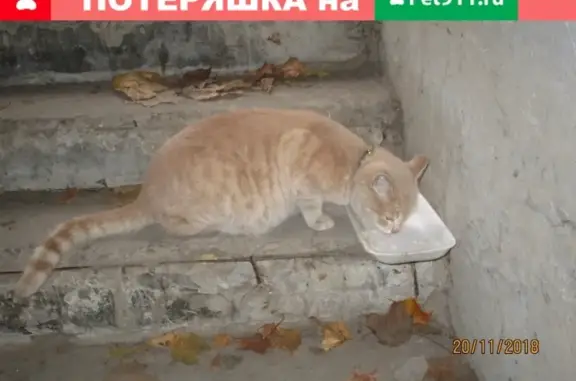 Найден котик в Воронеже, ищем хозяев или новый дом