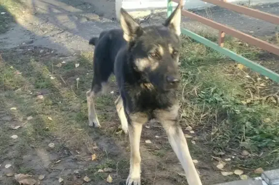 Найдена собака в Мценске, ищем хозяев!