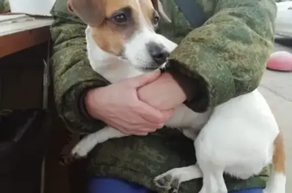 Найдена собака у метро Купчино в СПб