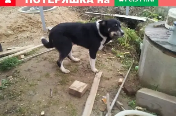 Найден пес в Лен. области, Гатчинский район, без ошейника, знает команды.
