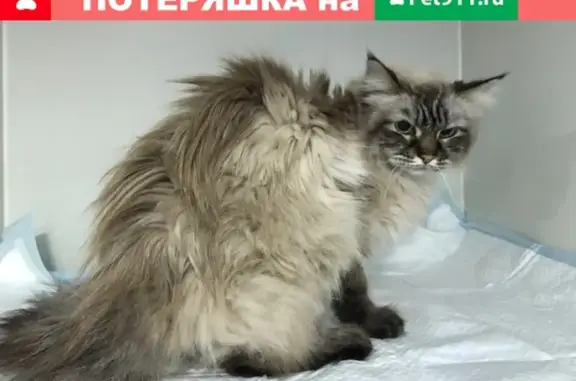 Найден истощенный кот на Новороссийской улице в СПб