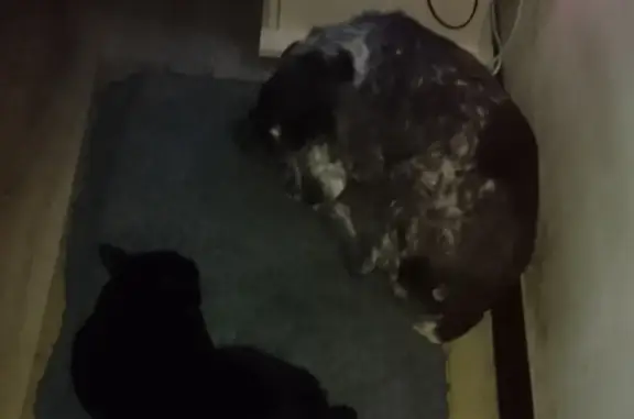 Пропала собака Мо, Ногинск: ищем спаниеля с белой точкой на голове