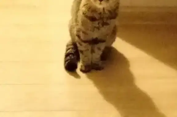 Кошки потеряшки, Тольятти, фото: Потеряшка кошка на южном шоссе, Тольятти