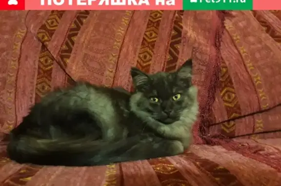 Найдена ласковая кошечка в Шатуре, Московская область