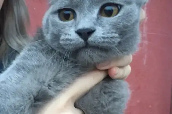 Найден породистый котенок, голубой окрас.