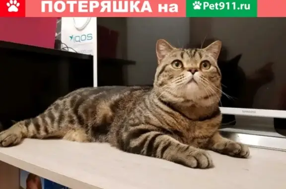 Пропал кот в Тосно, Ленинградская область