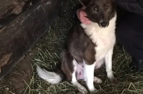 Пропала собака Найда в районе жд моста, Республика Коми