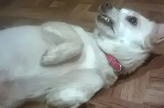 Пропала собака Белла в Сланцах, Ленинградская область