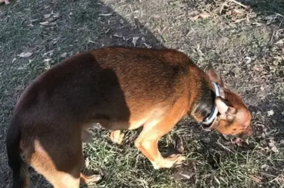 Найдена рыжая собака на пересечении Мариупольской и Люблинской улицы